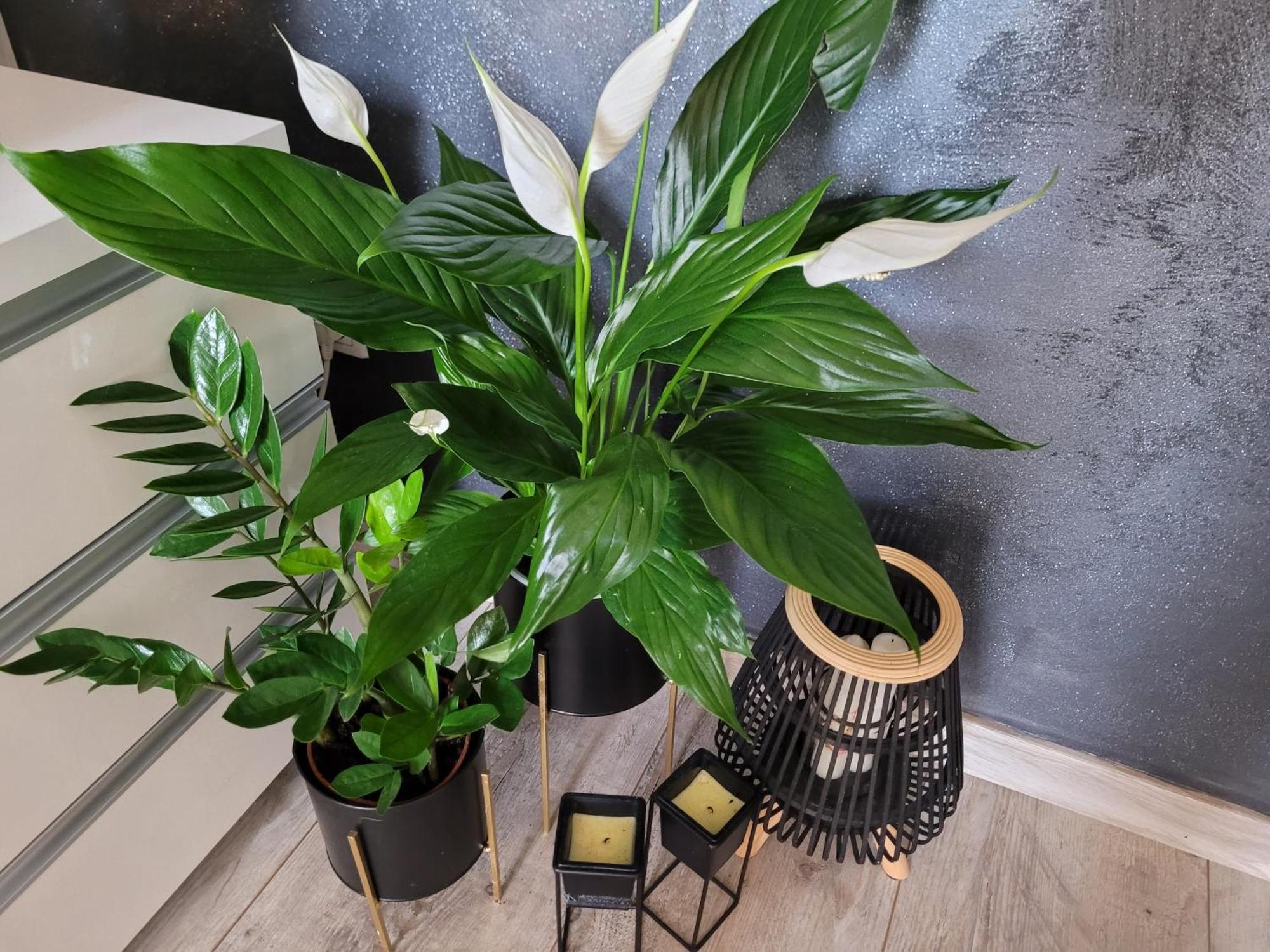 Apartament Lilla Jelenia Gora Ngoại thất bức ảnh